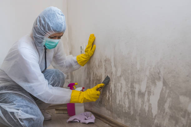 Best Local Mold Removal Service  in Middletown, VA