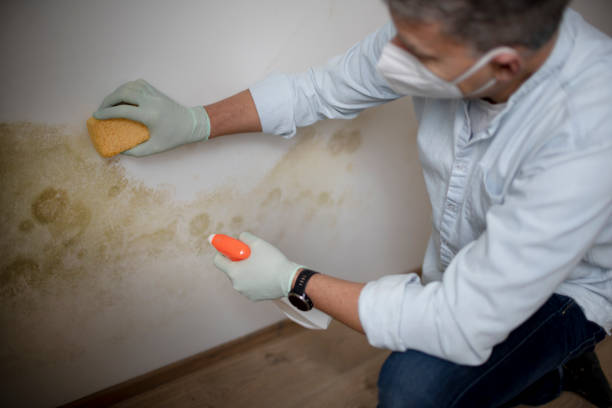 Best Black Mold Removal  in Middletown, VA
