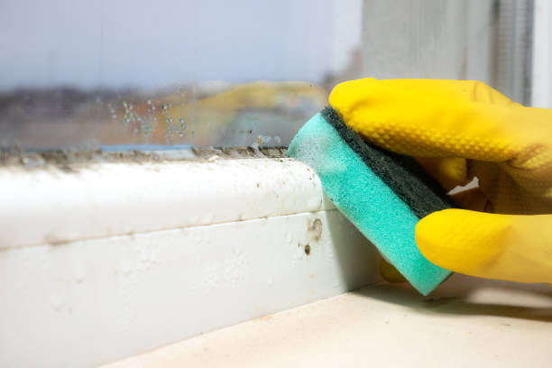 Best Mold Testing  in Middletown, VA