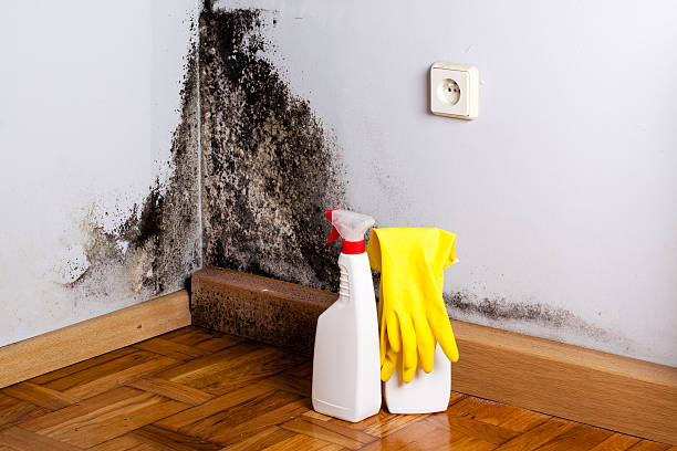 Best Attic Mold Removal  in Middletown, VA