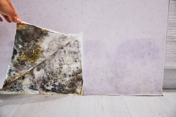 Best Fast Mold Removal  in Middletown, VA
